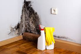 Best Forensic Mold Investigation  in Hauppauge, NY